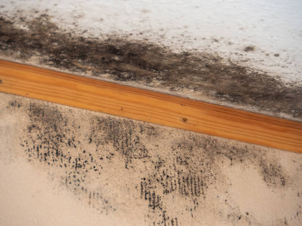 Best Mold Documentation for Insurance Claims  in Marlene Village, OR