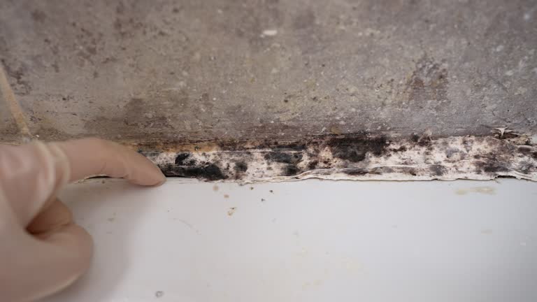 Marlene Village, OR Mold Removal Company