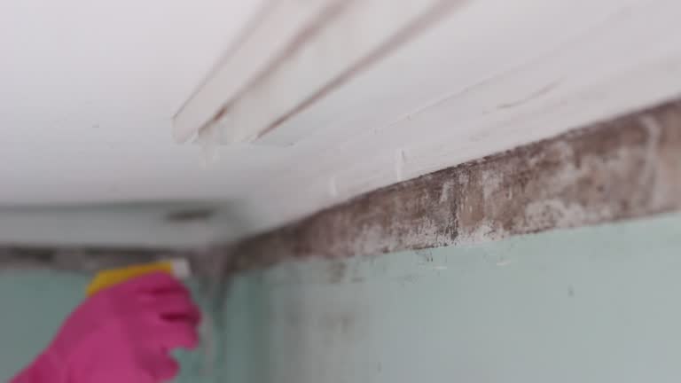 Best Mold Remediation for Healthcare Facilities  in Marlene Village, OR
